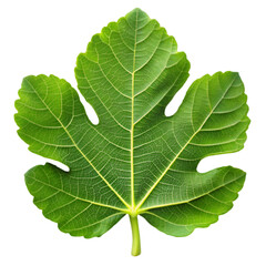 Fig leaf isolated on transparent background
