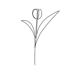 Flower and plant continuous single line art drawing. Tulip flower minimal art style. Tulip flower continuous line art illustration.