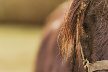 Brown horse wearing a bridle in quiros, asturias, spain