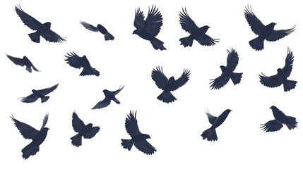Obraz premium set of silhouettes of birds isolated on white background 