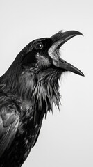 striking black bird with open beak against white background