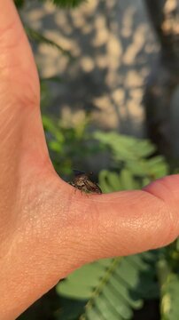 Close up strange treehopper on hand.