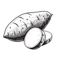 Black Vector Sweet Potato Vegetable on a Transparent Background