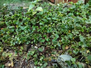 Indonesia - Morowali, Januari 2025. green moss on the stone