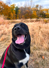 fall background labrador retriever