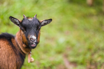 Fototapeta premium Portrait of a goat chewing grass in quiros, asturias