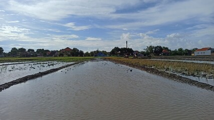 Fototapeta premium prepare before planting rice in the fields