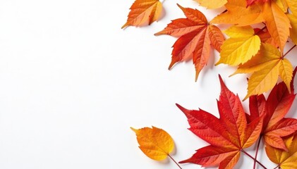 Vibrant autumn leaves against a clean white canvas, warm, white, autumn