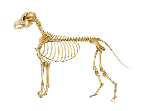 Dog skeleton hand drawn realistic detailed illustration. Canine bones on white background. Dog skeleton inner anatomy structure for study, print, veterinary, zoology projects