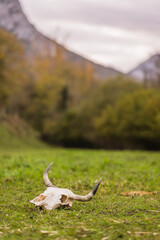 Cow skull lying on green grass wallpaper background scenery for deaths or halloween