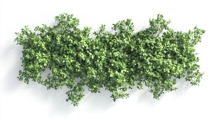Obraz premium Lush Green Hedge Isolated on White Background for Landscaping Design