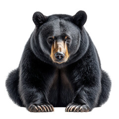 Fototapeta premium A realistic illustration of a bear sitting upright.