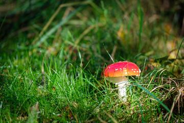 a close-up of a fly agaric in autumn
