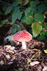 a close-up of a fly agaric in autumn