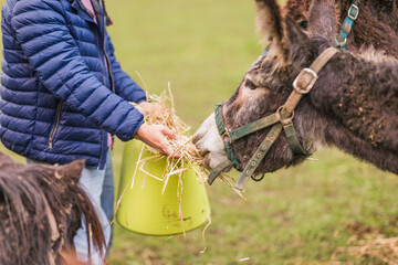 Farmer feeding donkey with hay in animal sanctuary in asturias, spain