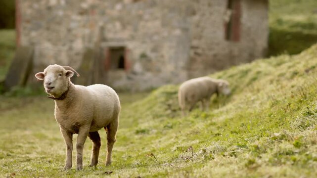 Sheep grazing peacefully in green pasture by stone barn