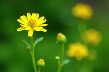 Green stem with bright yellow Malachra capitata blooms in the foreground, plant, plant life, yellow flowers