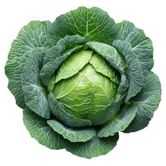 Fototapeta premium Fresh green cabbage with lush leaves, on a white isolated background.