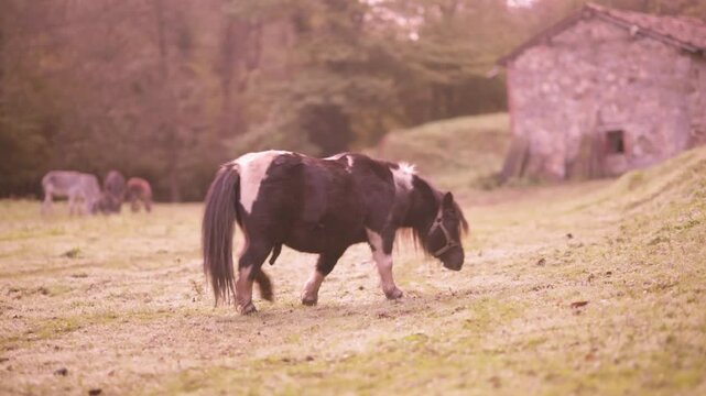 Shetland pony grazing in a green meadow near a stone barn in galicia
