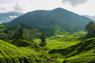 Cameron Highlands Tea Tree Plantation Agriculture Pahang Malaysia