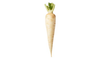 Fresh white parsnip with green leaves, isolated on a white background.