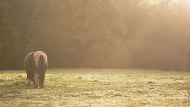Shetland pony grazing in morning mist in galicia