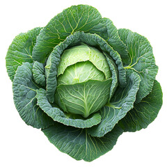 Fototapeta premium Vibrant green cabbage with layered leaves, isolated on white background for fresh produce display.