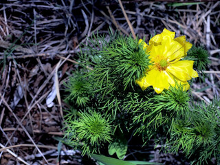 a beautiful forest plant with the Latin name Adonis vernalis