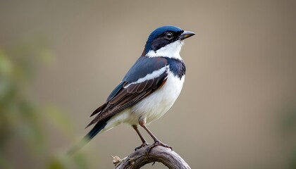 Obraz premium Stunning White-crowned Shrike Perched on a Branch
