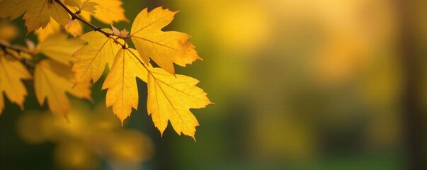 Obraz premium isolated yellow, solitary against autumnal landscape, foliage, leafy, branch