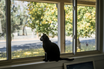 Black cat in focus sitting on a windowsill looking at trees outside