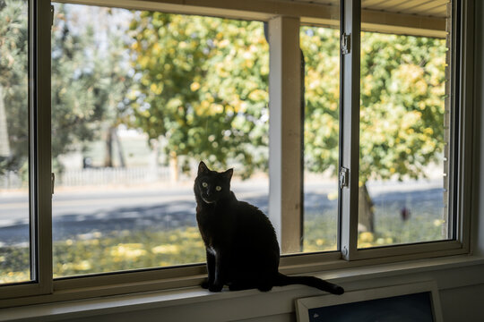 Black cat light eyes  sitting on a windowsill, looking at trees outside through a window bright bokeh
