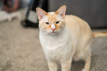Cream-colored cat with orange markings standing indoors