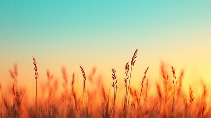 Scenery abstract background idea. Golden grass swaying gently in the warm sunset light against a serene blue sky.