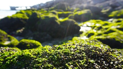 green moss on the rocks