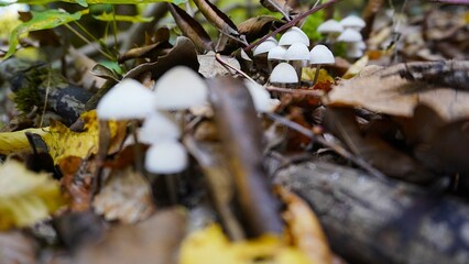 Enchanted Mushroom Forest Podium