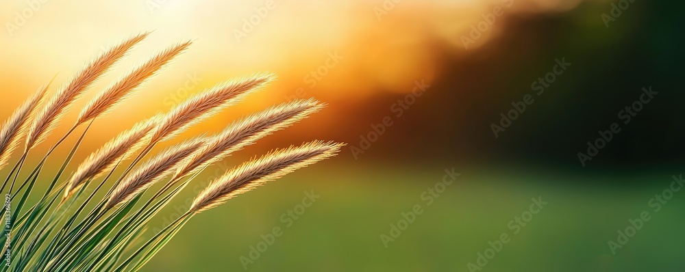 Poster scenery abstract background idea. gentle sunlit grass swaying in the breeze, creating a serene, tran