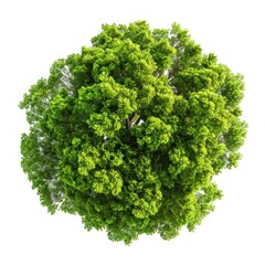 Fototapeta premium Green tree nature view environmental.