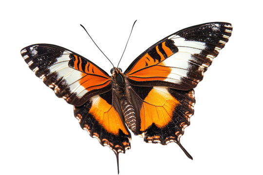A large orange and black butterfly with a white spot on its wing , isolated on white background - Powered by Adobe