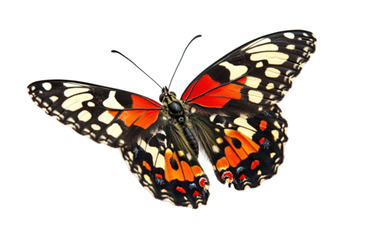 A large orange and black butterfly with a white spot on its wing , isolated on white background - Powered by Adobe