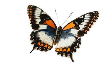 Obraz premium A large orange and black butterfly with a white spot on its wing , isolated on white background