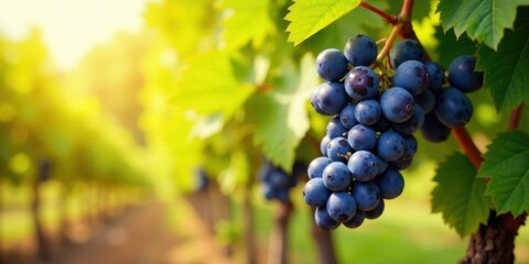 Naklejka premium Sunlit Vineyard A Cluster of Ripe Dark Grapes Hanging on the Vine