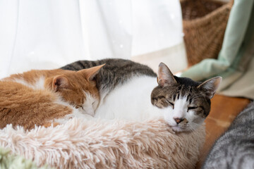窓辺で眠る可愛い二匹の猫