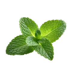 A vibrant display of fresh green mint leaves isolated on a white background, perfect for culinary, herbal, and decorative uses in food and beverages.