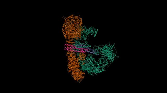 Cryo-EM structure of human BIRC6 (brown-green) in complex with SMAC (pink-violet). Animated 3D cartoon and molecular surface models, PDB 8auw, chain id color scheme, black background.