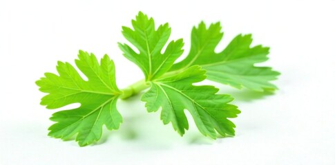 Single parsley leaf with veins and ridges against white background, foliage, single, texture