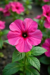 Fototapeta premium Single pink petunia flower blooming in a garden bed, floral, nature