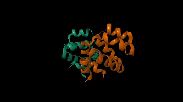 Dimeric structure of CARMA1 CARD. Animated 3D cartoon and molecular surface models, PDB 4jup, chain id color scheme, black background