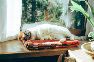 窓辺で寝る猫