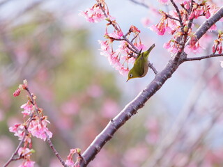 満開の河津桜にとまるメジロ